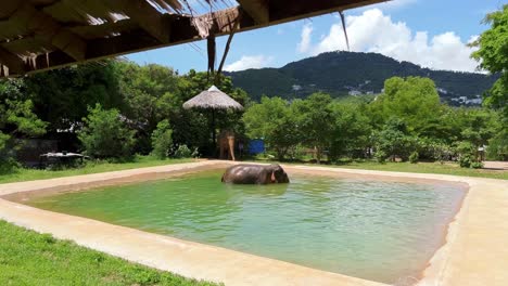 An-elephant-is-standing-in-a-pool,-enjoying-the-cold-water