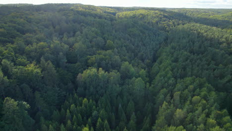 Flight-Back-Over-Fresh-Greenery-Forest-In-Summertime-In-Witomino,-Poland