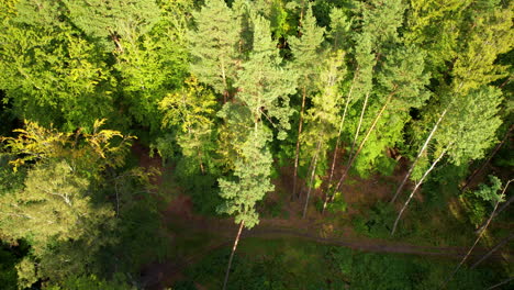 Wilde-Waldlandschaft-Mit-Grünen-Bäumen-Im-Morgensonnenlicht