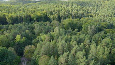 Top-down-over-green-forest-with-many-paths---aerial