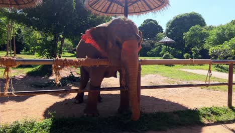 A-elephant-in-a-sanctuary-patently-waiting-for-some-bananas