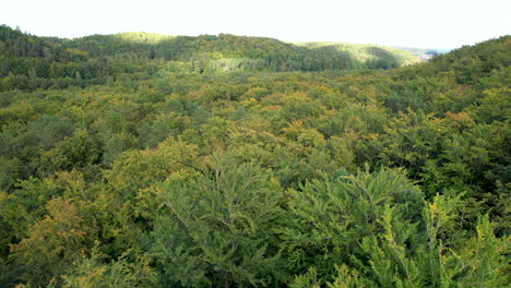 Flying-Over-Dense-Forest-With-Tree-Tops-In-Early-Autumn-Foliage
