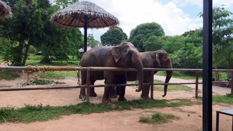Two-elephants-standing-behind-a-fence-in-an-elephant-sanctuary