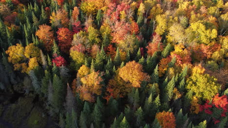 Autumn-forest-aerial-view