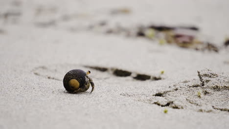 Kleine-Kleine-Süße-Krabbe,-Die-Allein-Am-Weißen-Strand-Mit-Tropischem-Sand-Spazieren-Geht