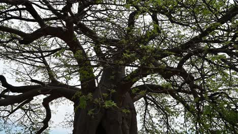 large-baobab-tree-in-Zimbabwe-in-Makushu-village-town-center