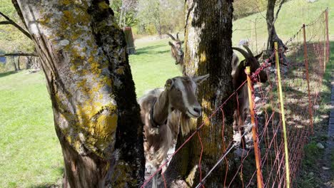 Wide-pov-shot-of-a-small-herd-of-goats-standing-between-a-few-trees-near-a-hiking-path