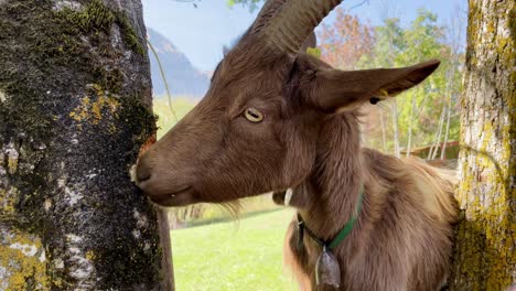 Medium-close-up-shot-of-a-brown-goat-gnawing-the-bork-of-a-tree