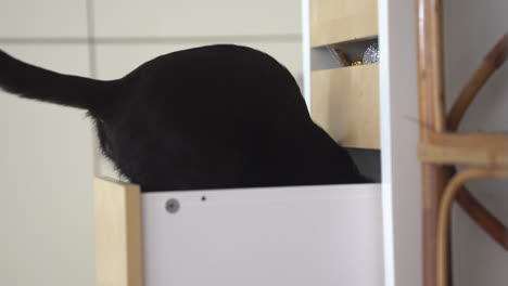 A-black-cat-plays-in-a-white-kitchen-drawer