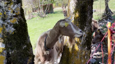 Medium-close-up-pov-shot-of-a-small-herd-of-goats-standing-between-a-few-trees-near-a-hiking-path