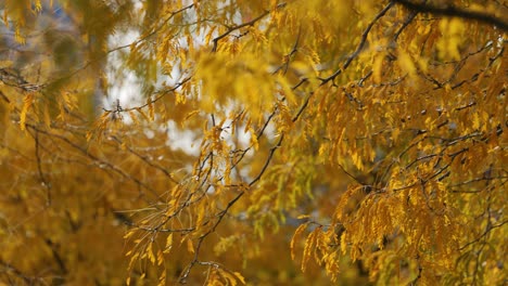Baum-Mit-Gelben-Blättern-Im-Herbst---Nahaufnahme
