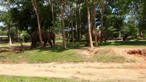 Two-elephants-walking-slowly-through-a-small-forest