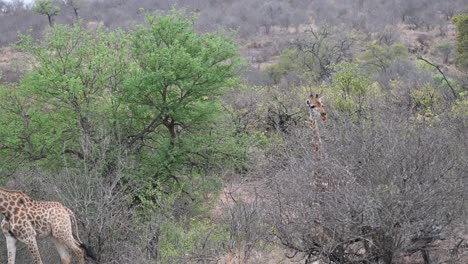 Dos-Jirafas-Salvajes-Vagando-Por-El-Monte-En-El-Parque-Nacional-Kruger-En-Sudáfrica