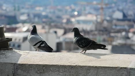 Two-pigeons-walking-on-top-of-a-building,-with-the-city-in-the-background