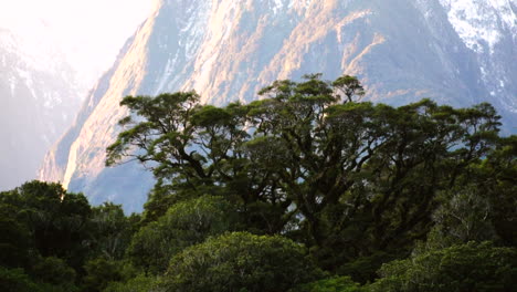 Milford-sound-valley-with-beech-trees-covered-in-moss-with-mount-mitre-peak-on-the-backdrop