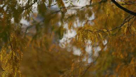 Autumn-Tree-Branch-With-Small-Yellow-Leaves---selective-focus