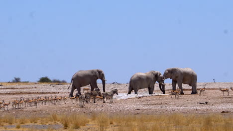 Elefantes-Rodeados-De-Cebras-Y-Gacelas-En-El-Parque-Nacional-De-Etosha
