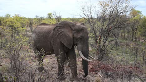 Elefante-Africano-Salvaje-En-El-Parque-Nacional-Kruger-En-Sudáfrica