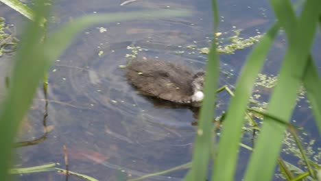 Young-chick,-fledgling,-of-coot-swimming-in-pond-by-vegetation-leaves-and-algae-on-water-surface