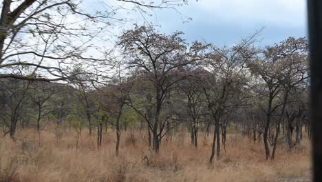 game-drive-scenery-in-Zimbabwe,-Africa