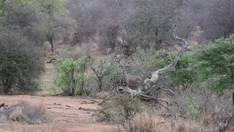 Kudu-Salvaje-En-El-Parque-Nacional-Kruger-En-Sudáfrica