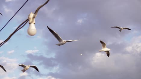 Pájaros-Volando-Junto-Al-Barco-En-Busca-De-Comida-En-Estambul