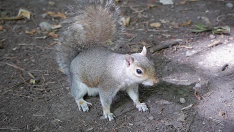 Close-up-of-gray-squirrel-in-park