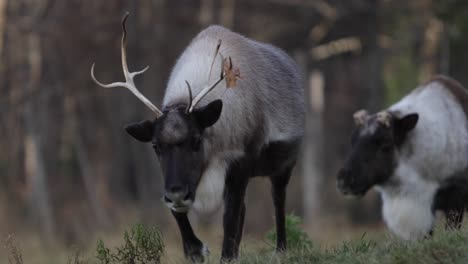 reindeer-walking-down-path-toward-you-with-leaf-stuck-on-antler-slomo