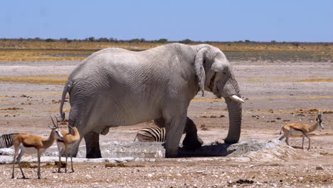 Elefanten,-Umgeben-Von-Zebras-Und-Gazellen-Im-Etosha-Nationalpark