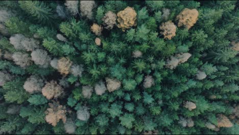 Aerial-drone-zoom-in-shot-of-green-summer-forest-with-spruce-and-pine-trees-from-above-at-daytime