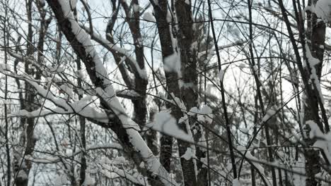 Winter-Snow-Twigs-In-The-Forest---rack-focus