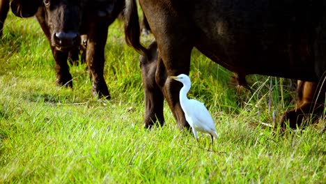 Wild-Big-Buffalo-Grazing-In-Green-Meadow-Near-His-Flock-And-Beautiful-Birds