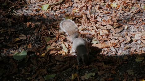 Graues-Eichhörnchen,-Das-Zwischen-Toten-Blättern-Auf-Dem-Boden-Nach-Nahrung-Sucht