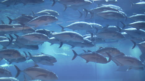 Aquarium,-Leben-Im-Meer,-Fisch,-Ozean,-Wasser,-Unterwasser,-Aquarien,-Dubai-Mall,-Tourismus