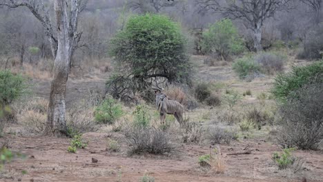 Kudu-Salvaje-Pastando-En-Un-Arbusto-Hasta-Que-Escucha-Un-Sonido-Y-Mira-Alrededor-En-El-Parque-Nacional-Kruger,-Sudáfrica