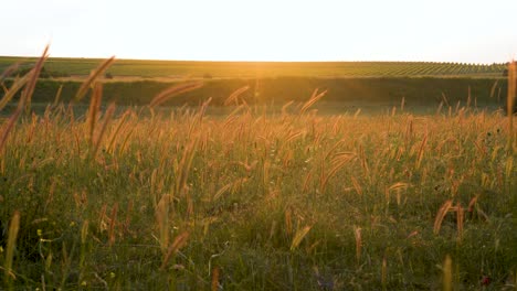 Wheatfield,-ears-of-wheat-swaying-from-the-gentle-wind