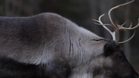 reindeer-walking-side-profile-rolling-camera-paralax-look