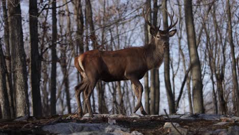 red-deer-buck-steps-forward-and-looks-at-you-slomo