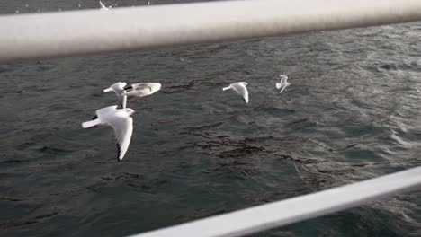 Pájaros-Volando-Junto-Al-Barco-Sobre-El-Mar-En-Estambul