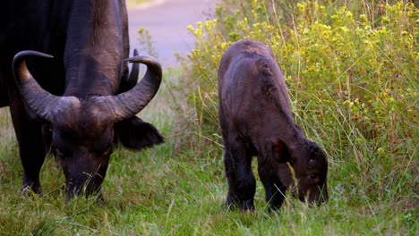 Wilder-Großer-Büffel,-Der-Mit-Seinem-Baby-Auf-Der-Grünen-Wiese-In-Der-Natur-Weidet