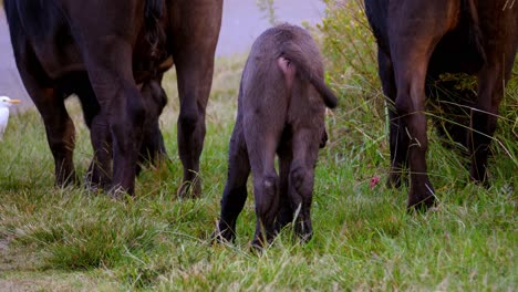 Kleiner-Süßer-Babybüffel,-Der-In-Der-Nähe-Anderer-Büffel-Auf-Der-Grünen-Wiese-Springt