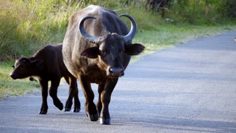 Huge-Wild-Buffalo-With-Large-Horns-Crossing-Street-Looking-Around,-Joining-His-Flock
