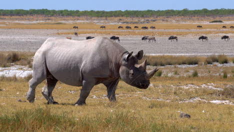 Rhinos-in-Etosha-National-Park
