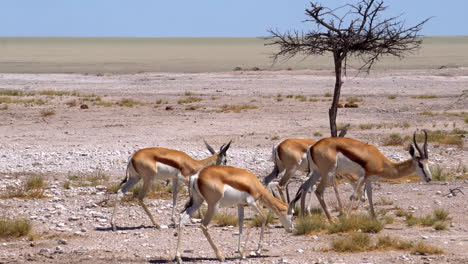 Gacelas-Springbok-En-El-Parque-Nacional-De-Etosha
