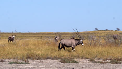 Spießbock-Oryx-Im-Etosha-Nationalpark