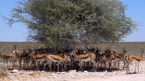 Gacelas-Springbok-En-El-Parque-Nacional-De-Etosha