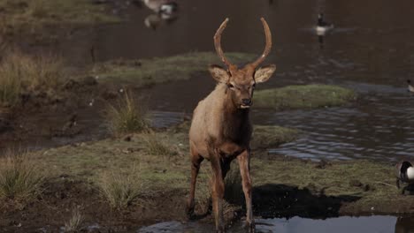 young-elk-bull-walking-through-mud-towards-camera-slomo-handheld