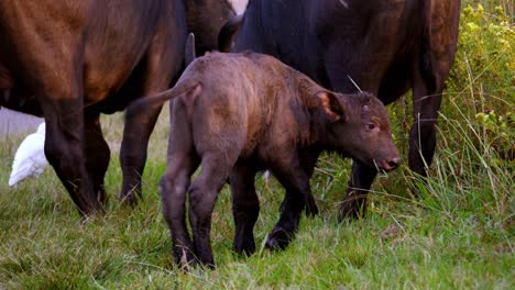 Small-Cute-Baby-Buffalo-Grazing-Near-Other-Buffalos-On-Green-Meadow