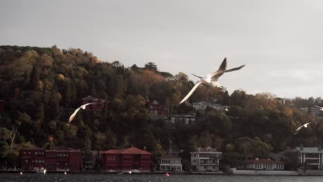 Pájaros-Volando-Lejos-Del-Barco-En-Busca-De-Comida-En-Estambul