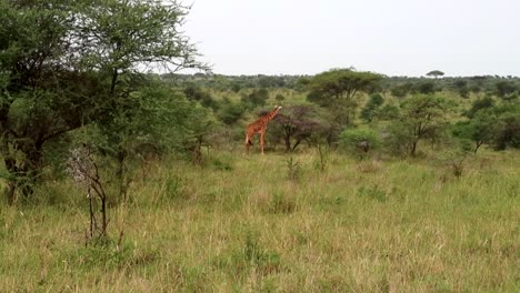 Giraffe,-Die-Allein-Von-Akazien-Im-Serengeti-Nationalpark-Frisst